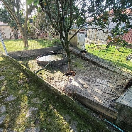 Casa De Santa Luzia A Apartman Vila Praia de Âncora Kültér fotó